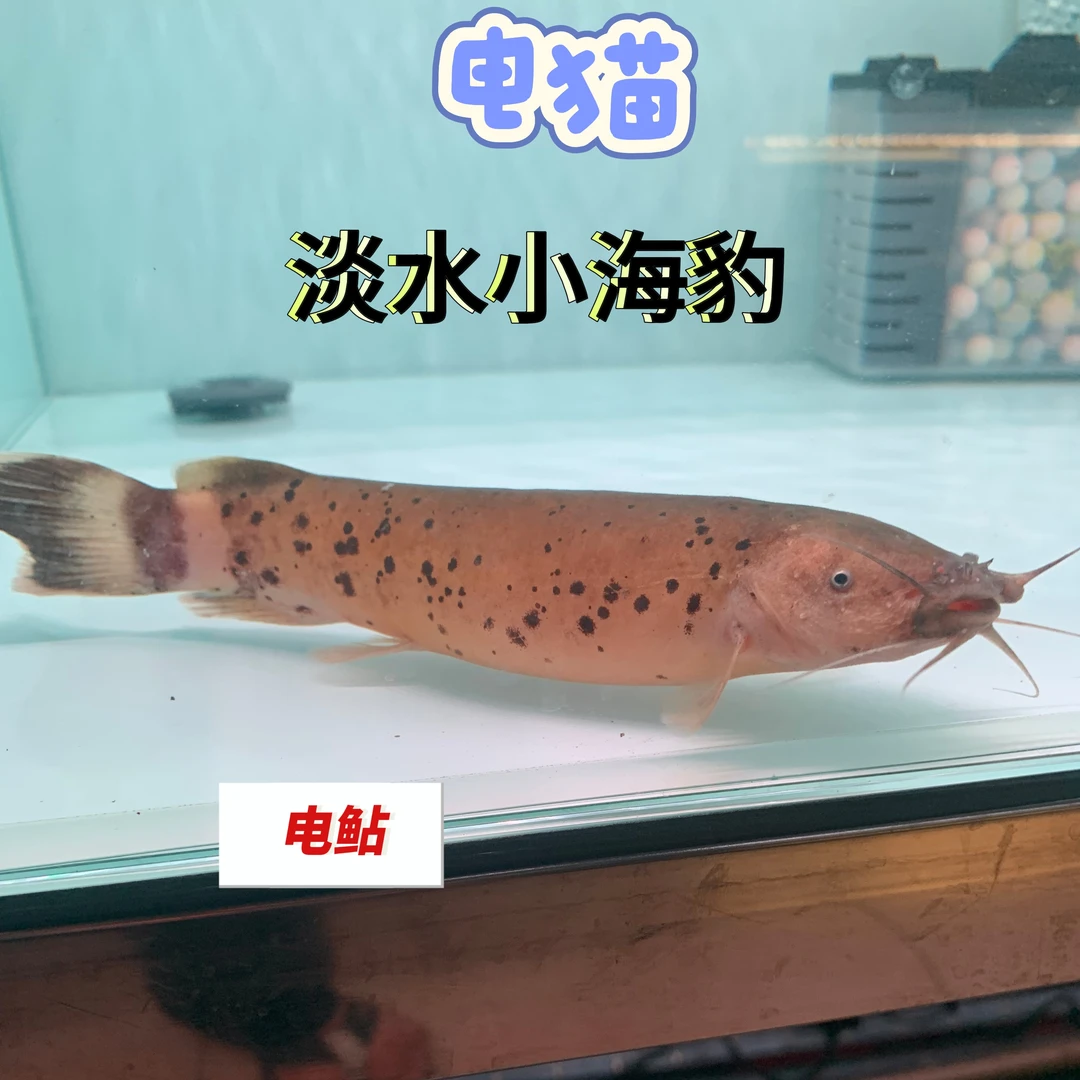 电鲇电猫淡水小海豹非洲电鲇热带鱼观赏鱼淡水水温22-28