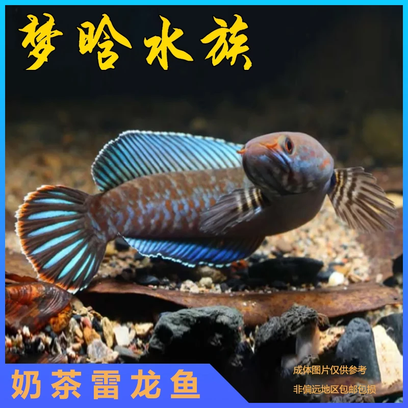 阿萨姆蓝帆奶茶雷龙 小型雷龙鱼