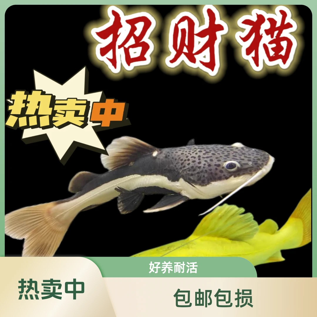 黄金招财猫鱼红尾鲶热带鱼黄金招红尾龙纹猫底层大型观赏鱼狗仔鲸