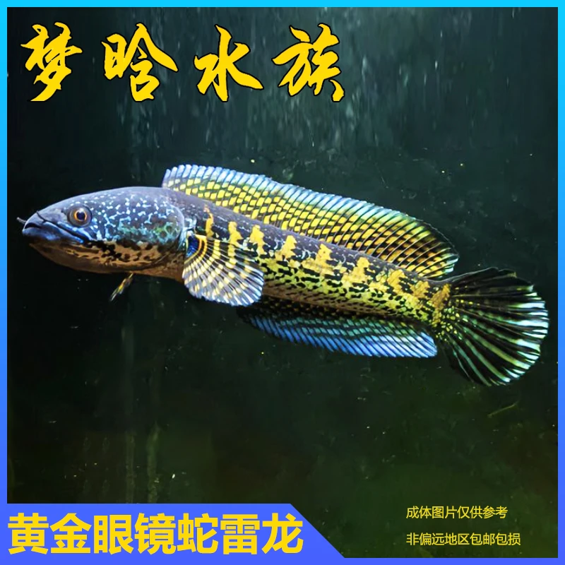 黄金眼镜蛇雷龙  大型雷龙鱼 黄金眼镜蛇鱼苗  印尼蛇苗子