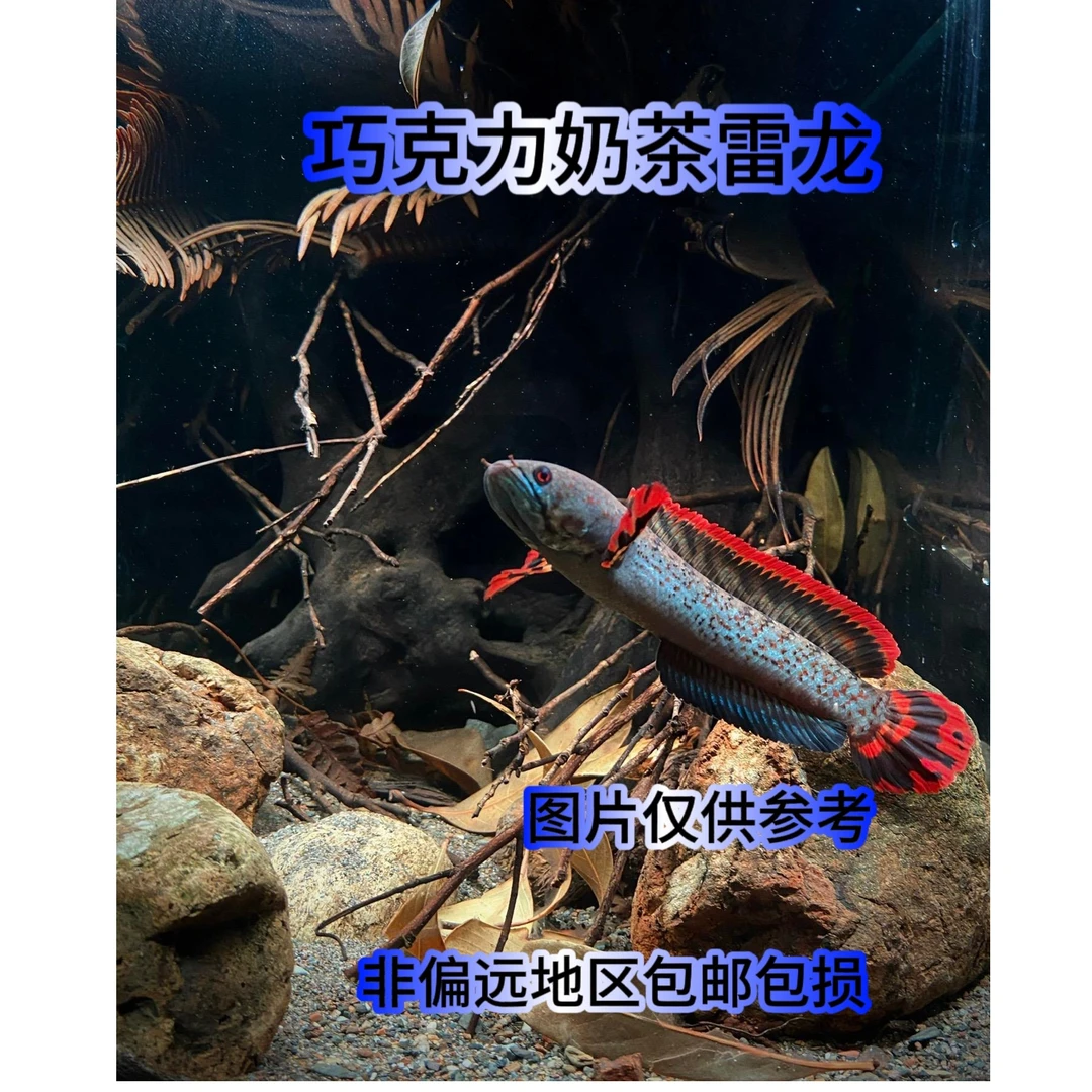 巧克力七彩雷龙 小型雷龙