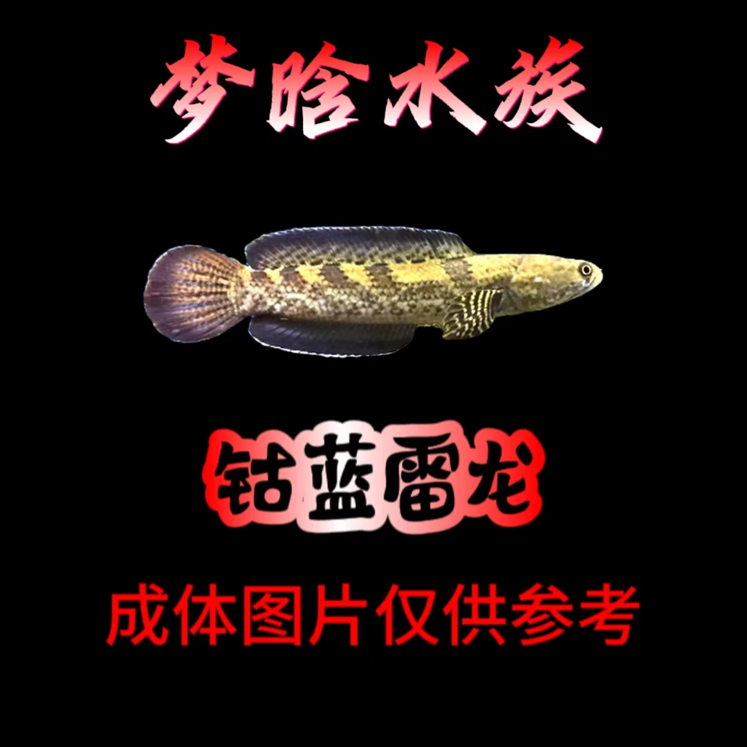 钴蓝雷龙 中型雷龙  雷龙鱼