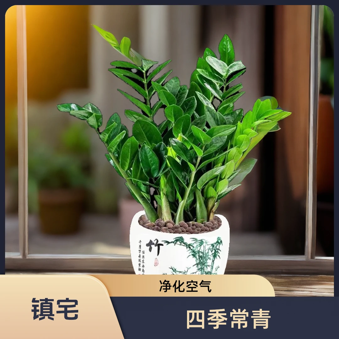 新款桌面金钱树绿植室内盆栽植物四季常青招财