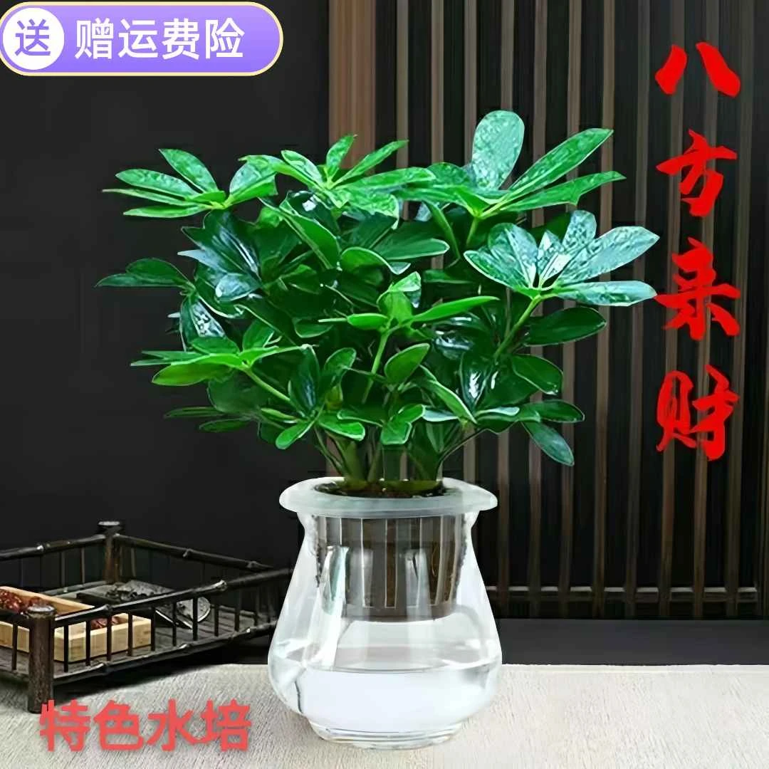 七叶莲水培养鸭脚木花卉室内绿植好养旺财植物八方来财盆栽