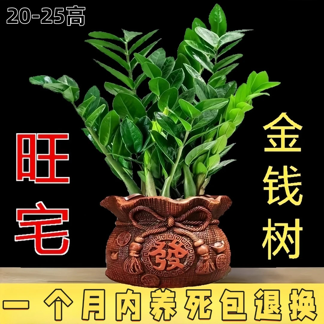 办公室客厅招财新款金钱树绿植室内盆栽四季常青