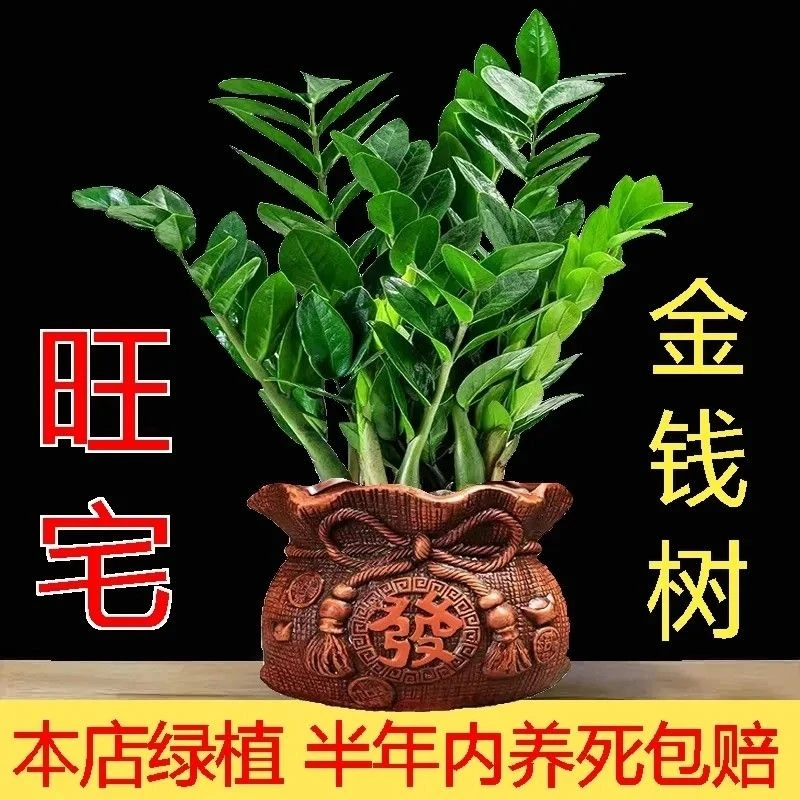 招财金钱树绿植客厅室内盆栽新款四季常青桌面植物