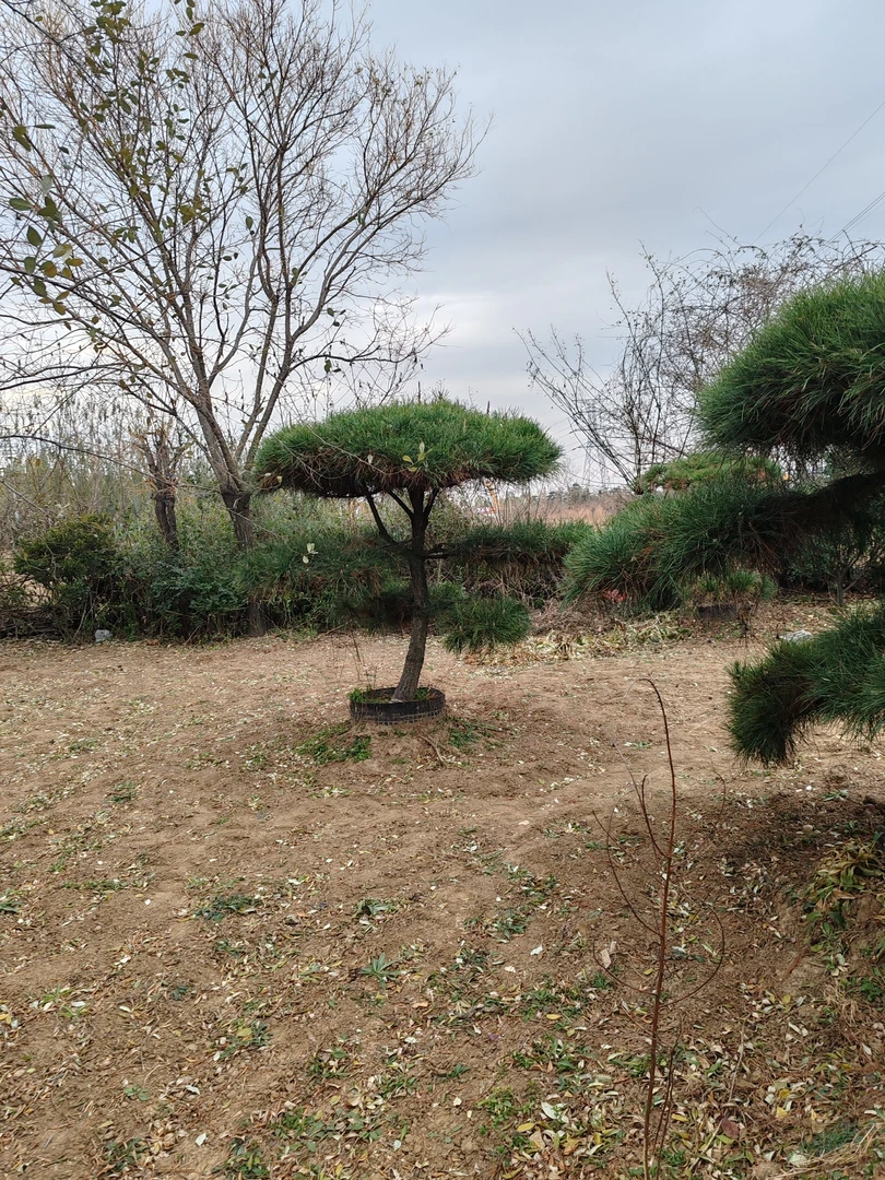 造型松一物一拍不包邮买家承担运费发货时间根据找车情况确定