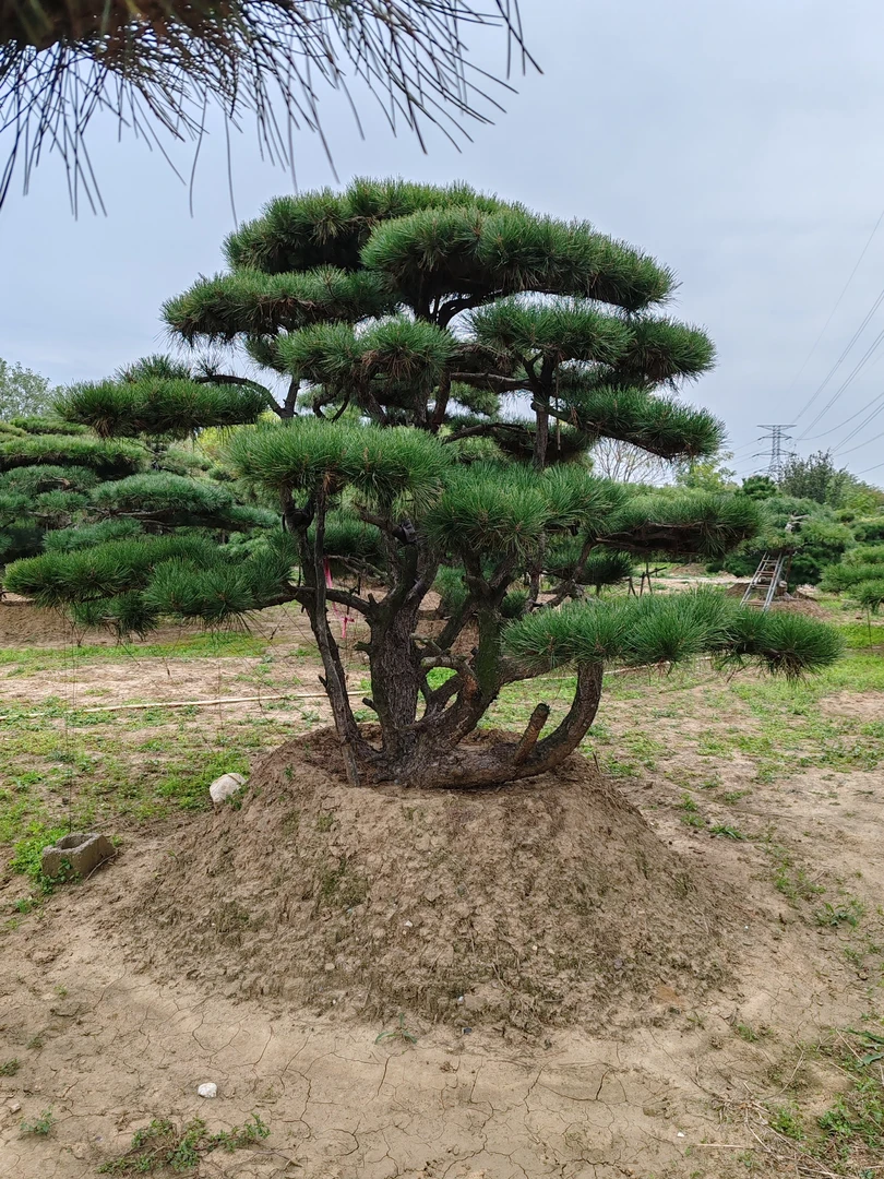 别墅庭院不包邮，买家承担运费定金链接，装车付全款