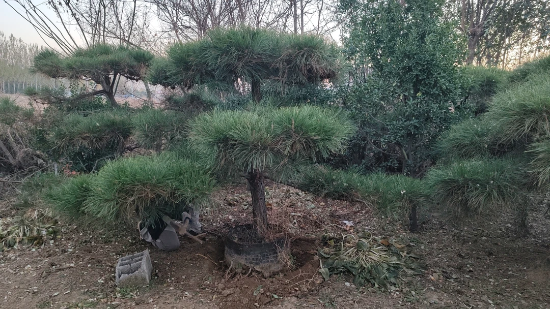 松树造型松一物一拍不包邮买家承担运费根据找车情况确定发货时间