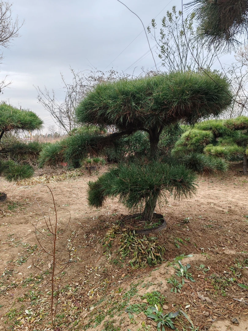造型松一物一拍不包邮运费买家承担发货时间根据找车情况确定