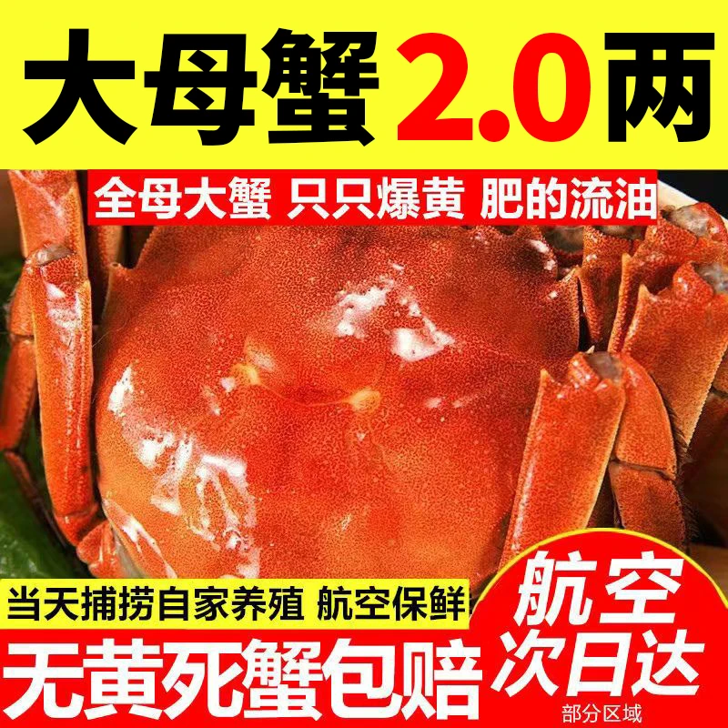 【活蟹】鲜百家大闸蟹精品蟹现货全2.0两母蟹8+6只，到手14只装
