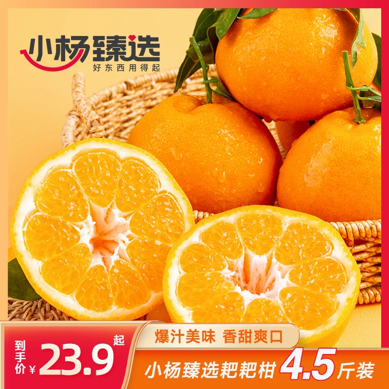 【小杨臻选】四川耙耙柑4.5斤中果/大果时令鲜果鲜甜多汁产地直发