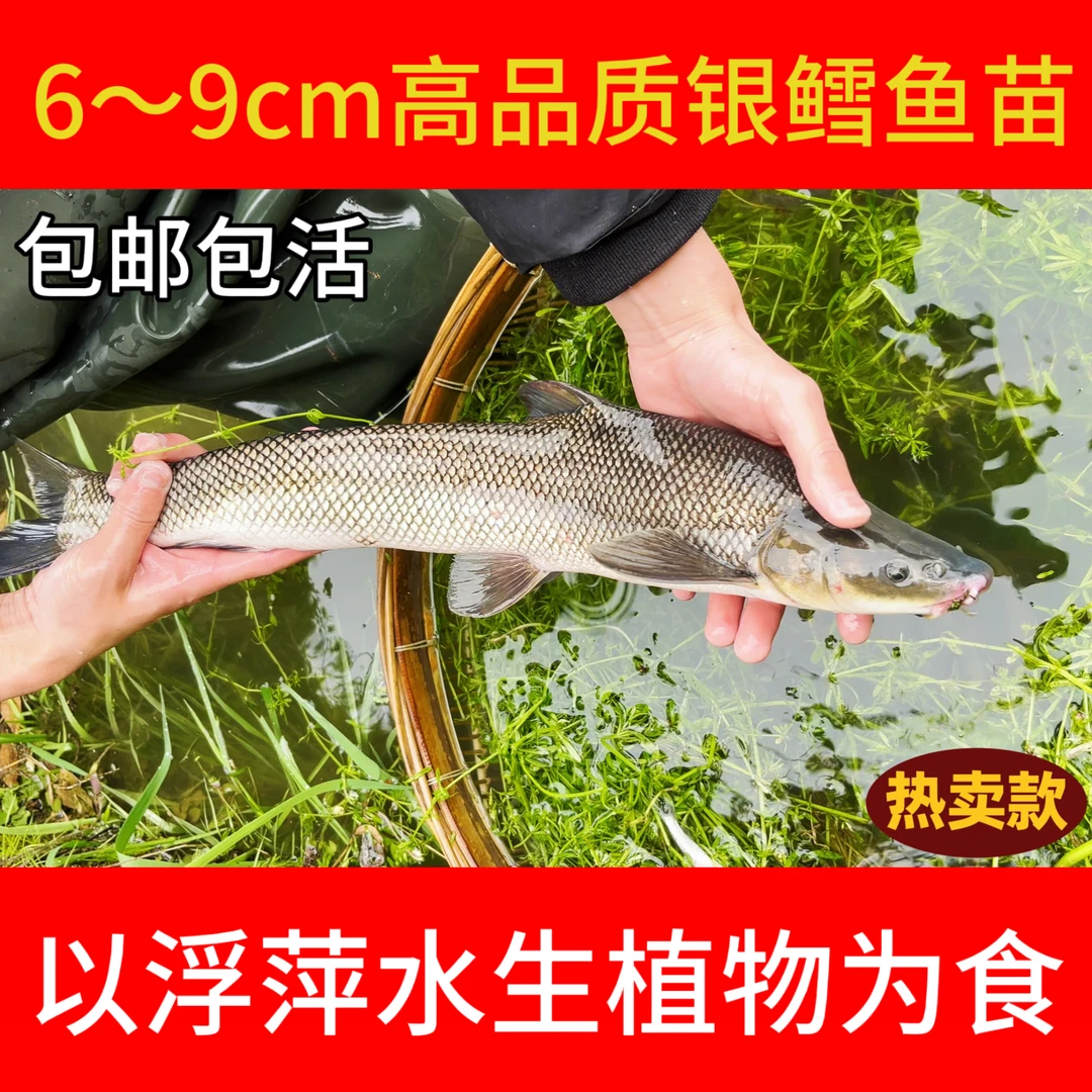 淡水银鳕鱼 肉质营养丰富 保质保量保活运输