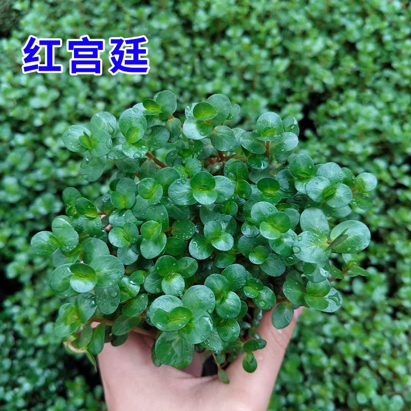 【新粉福利】红宫廷坨草上手简单好养小缸专用水草