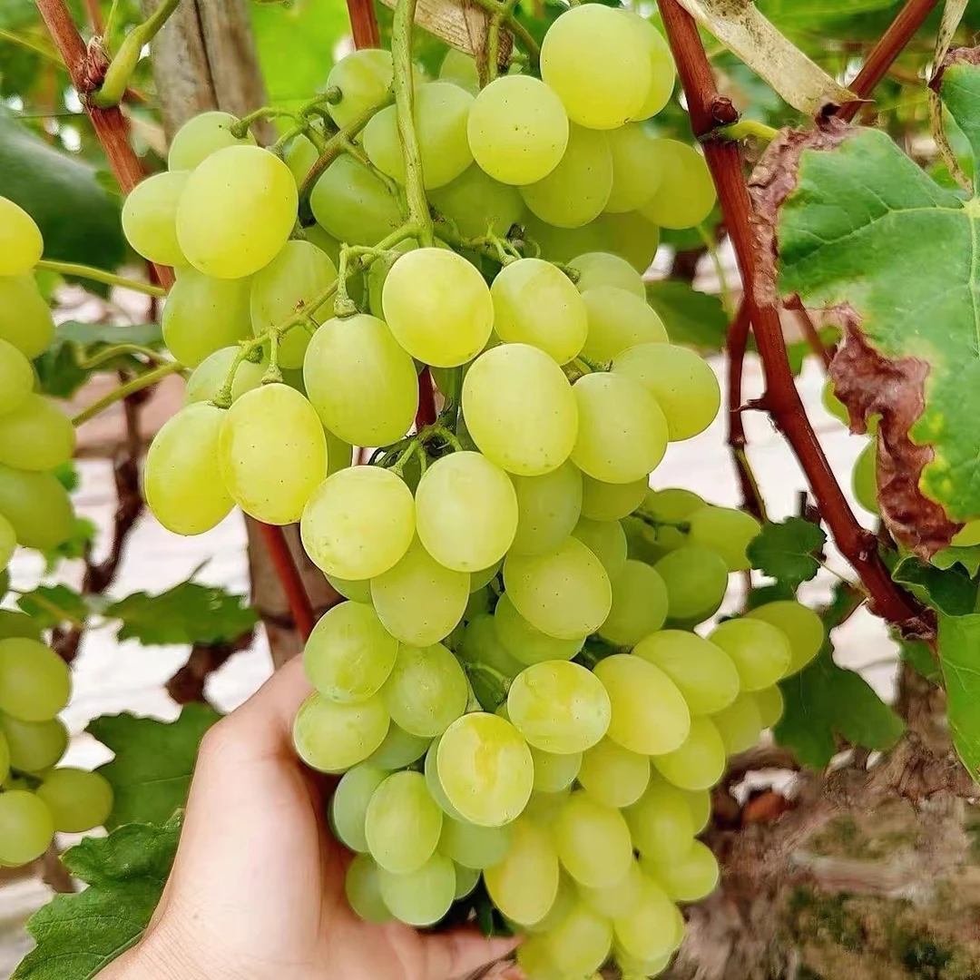 【水果外卖】清香葡萄【维多利亚】