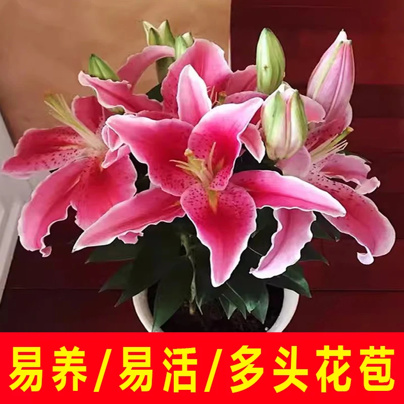 进口香水百合花盆栽精品种球耐寒绿植室内净化空气植物阳台易活