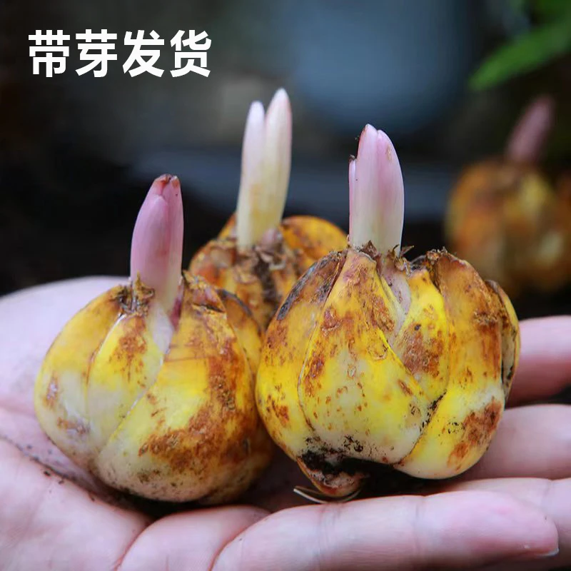 带盆带土栽好发进口香水百合花盆栽精品种球耐寒绿植室内净化空气