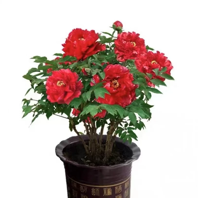 【一品红】牡丹花大苗盆栽 带花芽带底土 升级多分支 菏泽牡丹花