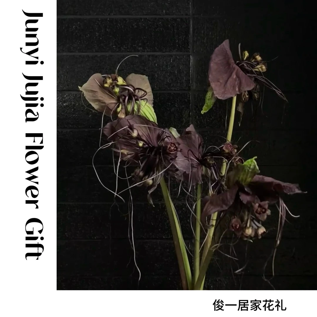 【老虎须】A级精品|高质量鲜切|小众氛围感花材
