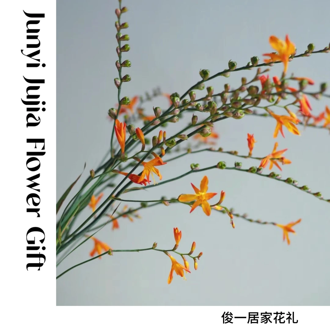 【火焰兰果】A级精品|鲜花搭配|花艺师高端搭配
