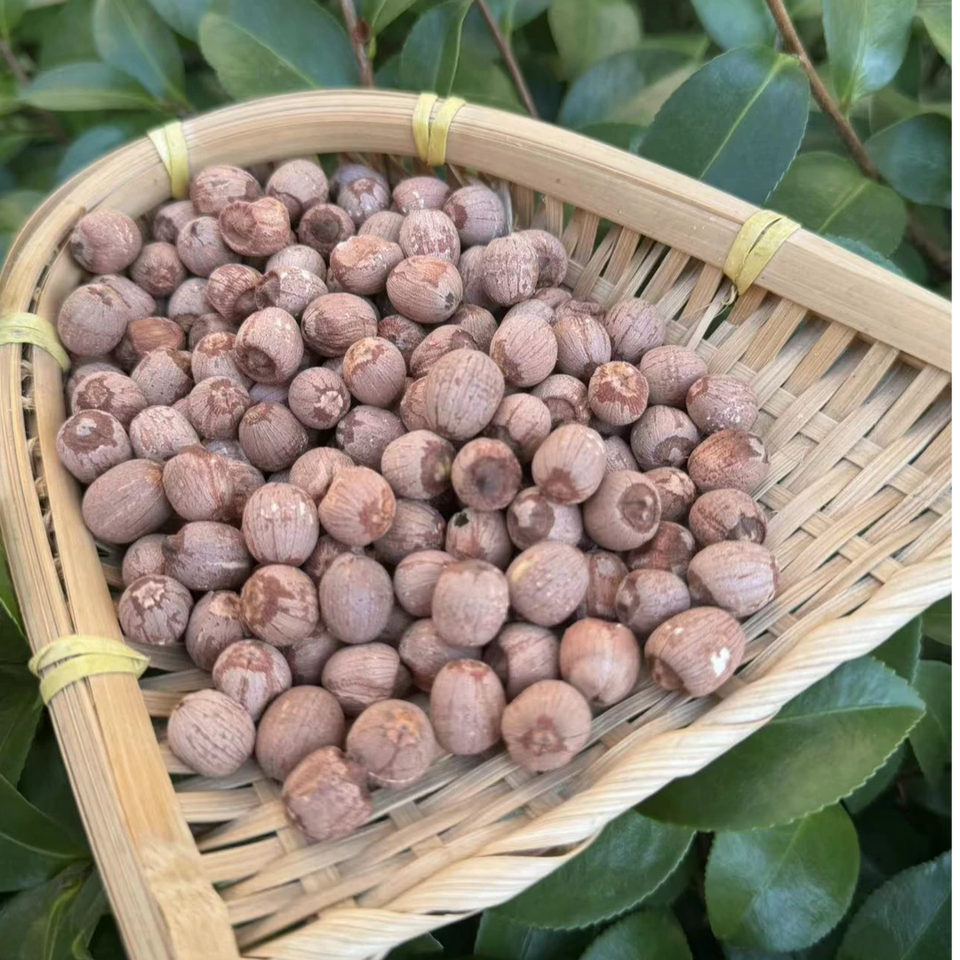 农家  高山  红皮莲子带芯