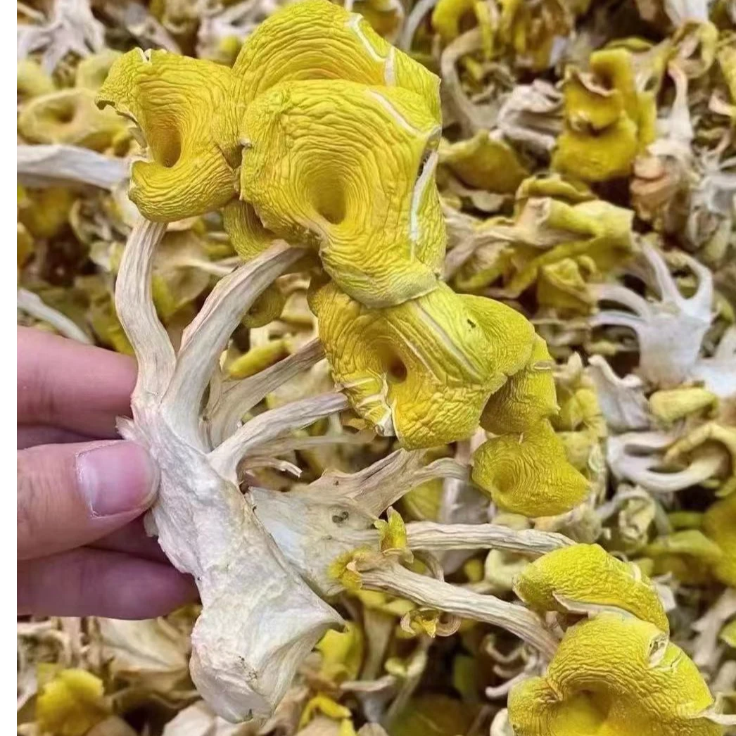 农家  高山  鸡油菌
