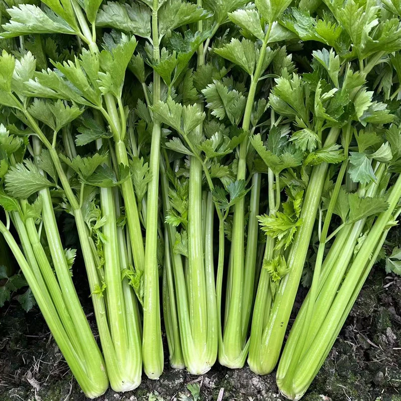 四川新鲜西芹农家蔬菜现摘现发露天种植坏包赔