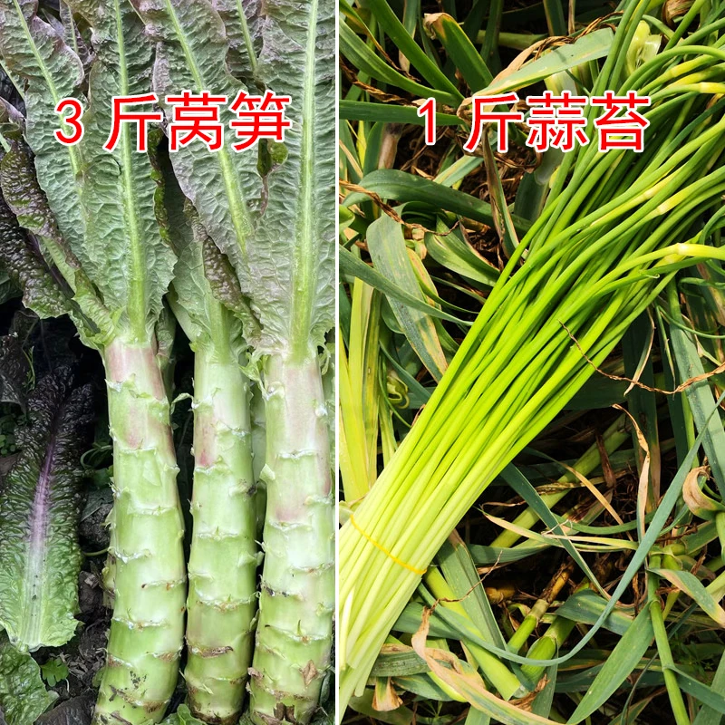 四川新鲜蔬菜农家莴笋现摘现发新鲜采摘4斤坏包赔