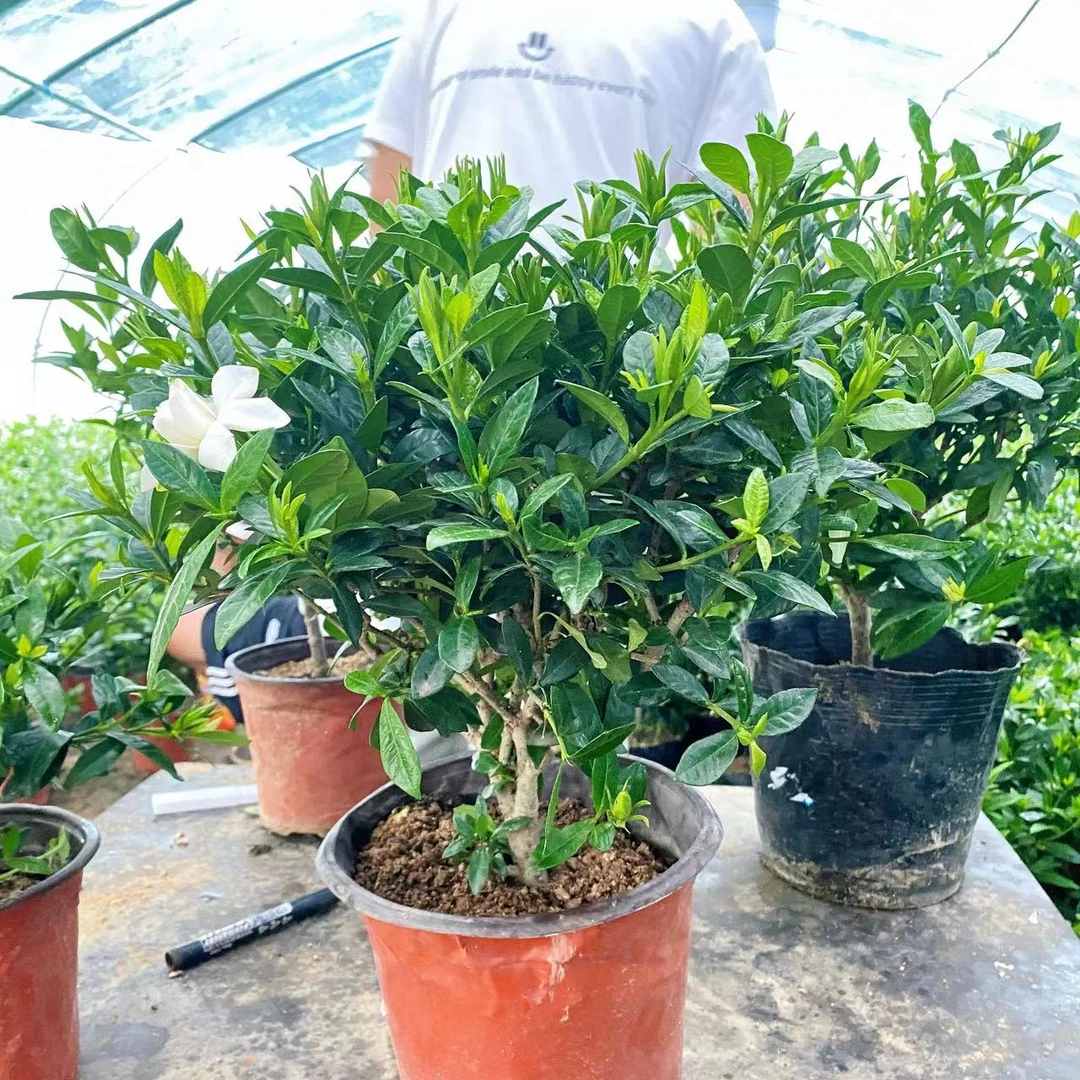 【29.8元商品专拍】独杆栀子花/珍珠梅红花荀子一物一拍链接