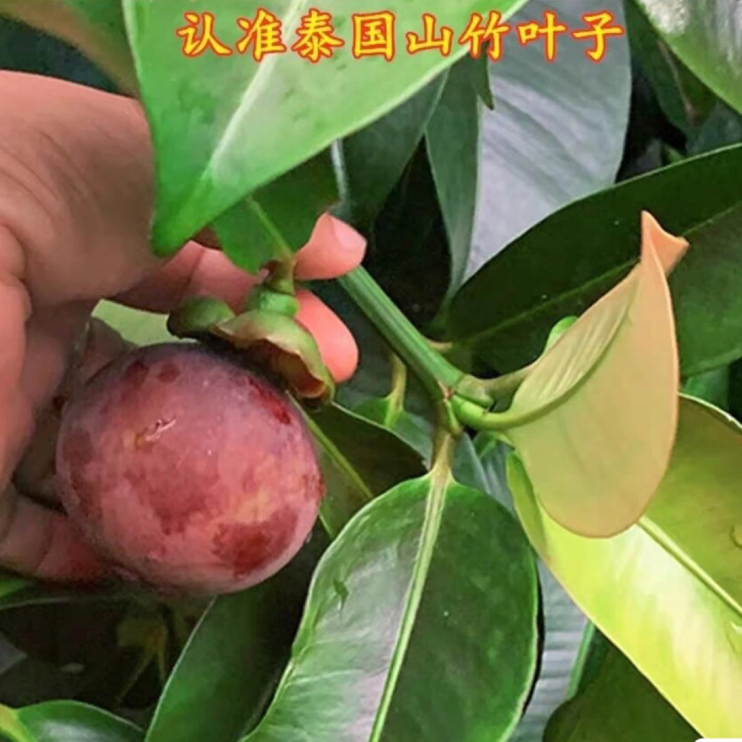 山竹树苗正品嫁接泰山竹苗红皮白肉带土带叶盆栽地栽南方种植