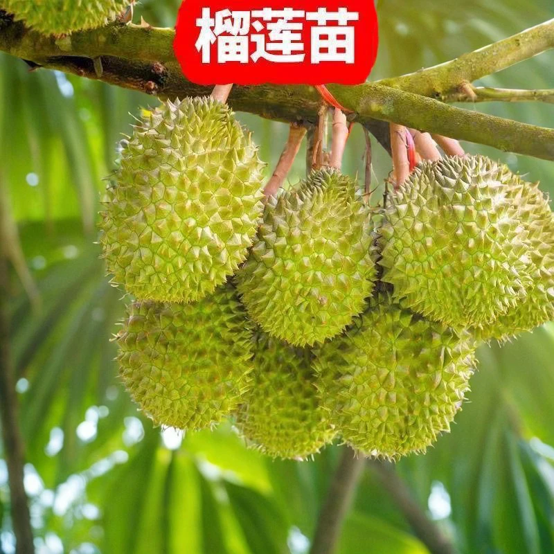 (顺丰包邮)榴莲树苗正品改良种子苗猫山王金枕黑刺带土带叶较耐寒