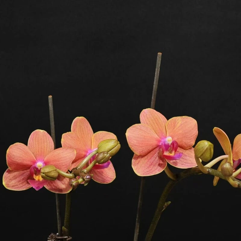 蝴蝶兰[博尔扎诺]带花带苞昆明基地直发