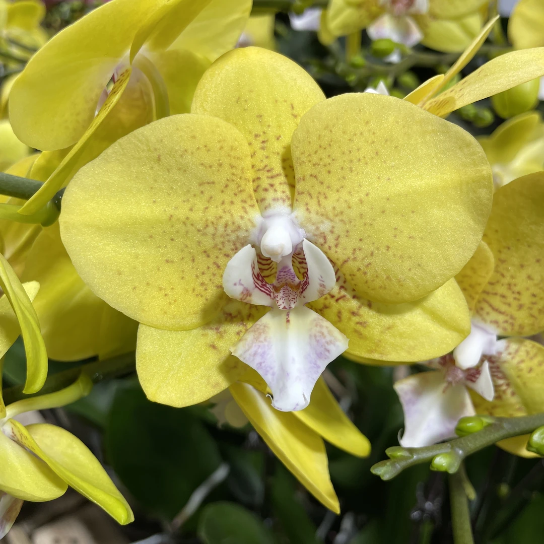 蝴蝶兰【朝阳】黄色室内高端花卉昆明发源头基地直发