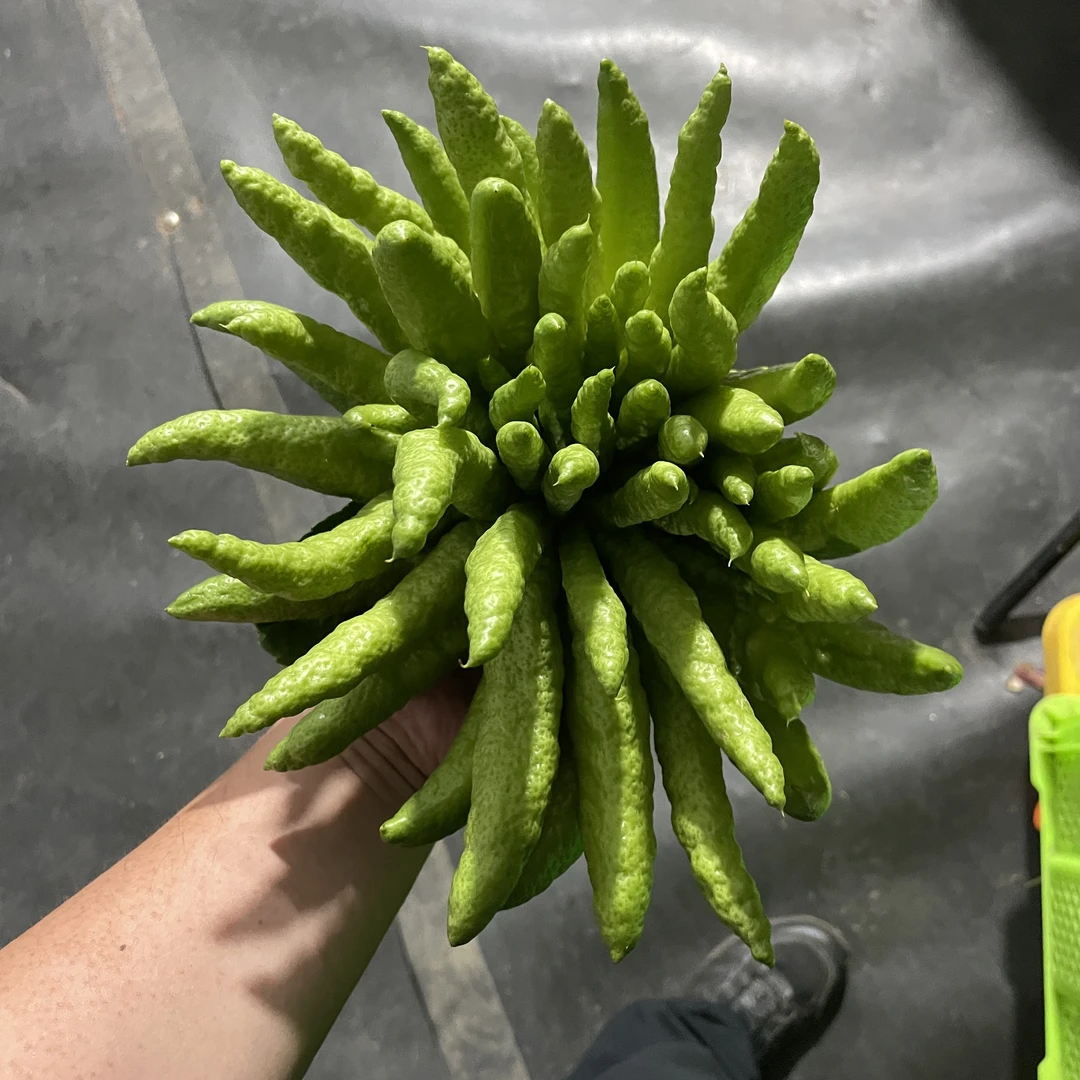 浪漫七夕礼高端绿植佛手柑昆明源头基地直发宁姐花卉