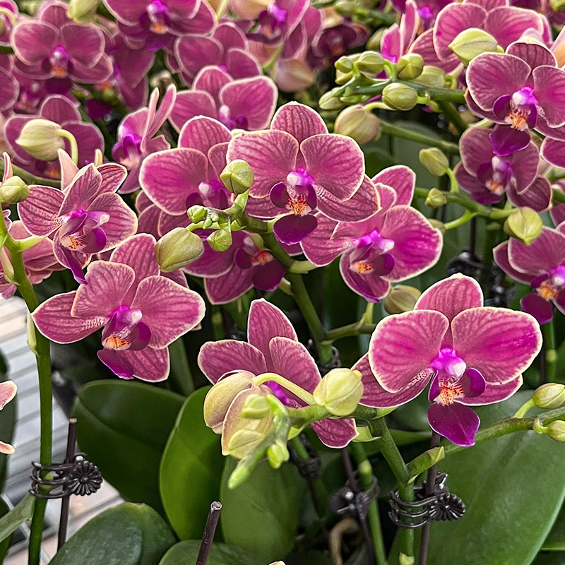 浪漫七夕礼蝴蝶兰2[小金桔]带苞带花昆明源头基地直发开花精选