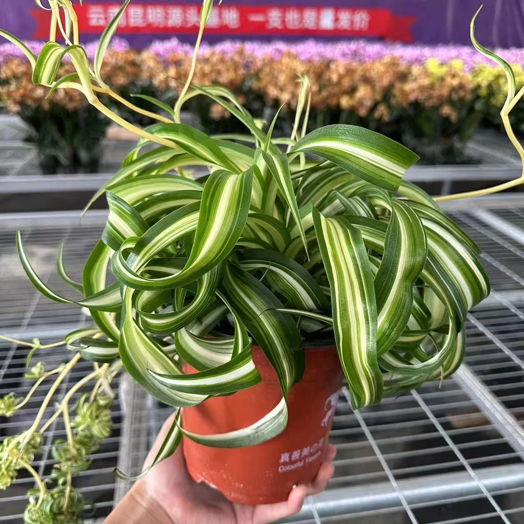 浪漫七夕礼吊兰盆栽花高端带花昆明源头基地直发宁姐花卉