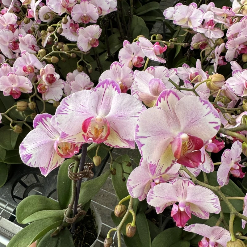 鲜花蝴蝶兰[粉闪电]高端盆栽带苞带花昆明源头基地直发