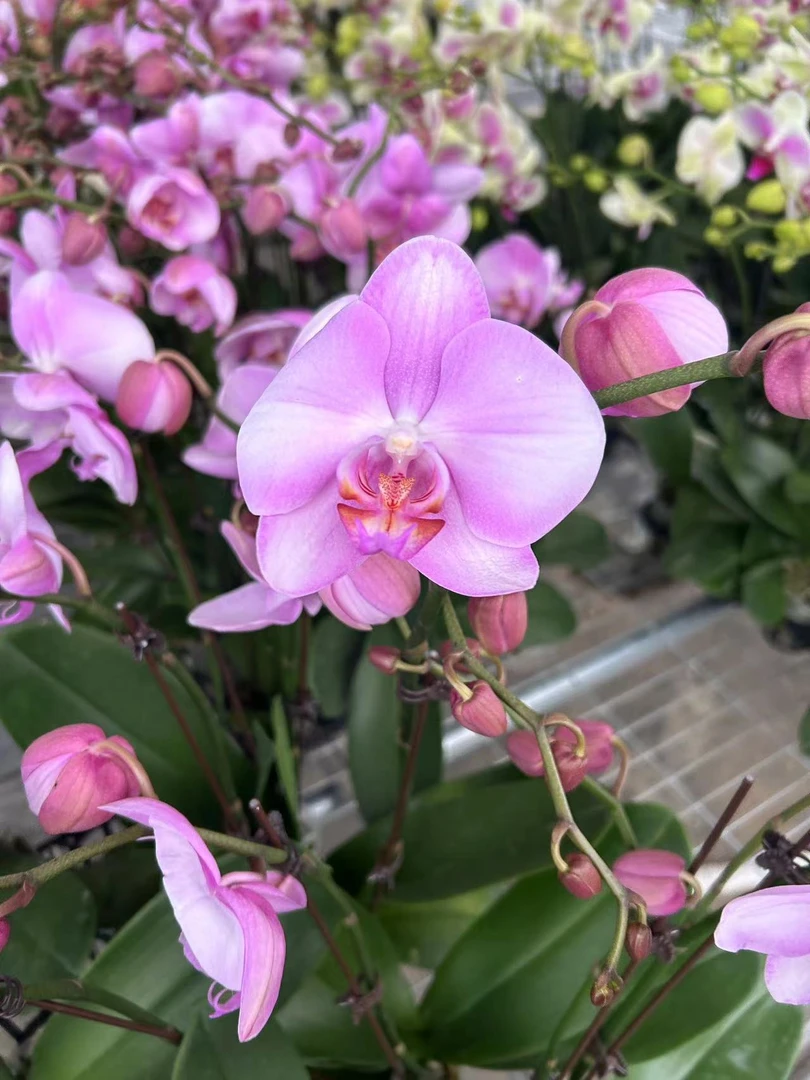 浪漫七夕礼鲜花蝴蝶兰[江山美人]带花带苞昆明源头基地直发