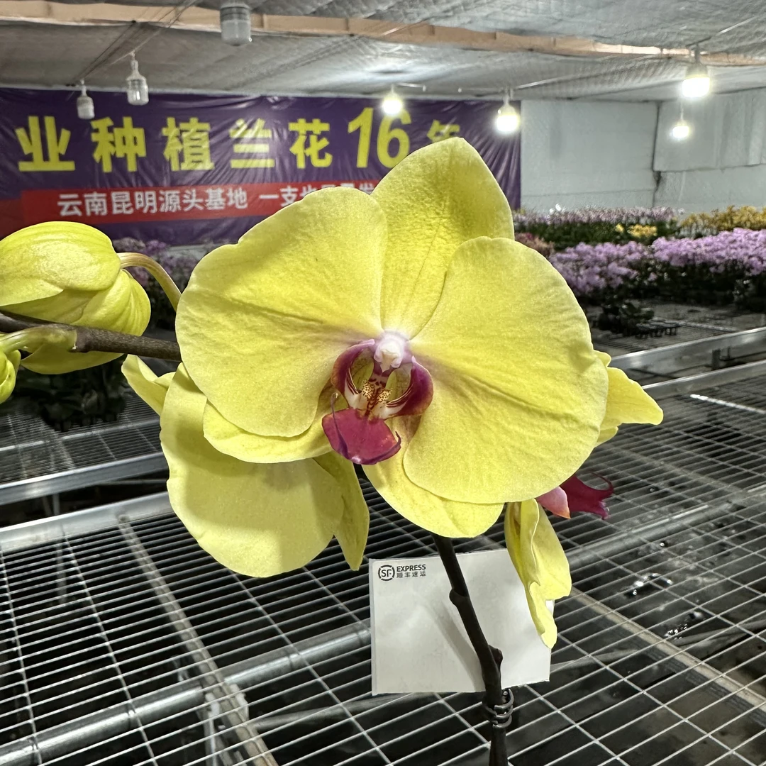 鲜花蝴蝶兰[黄金美人]高端盆栽带苞带花昆明源头基地直发