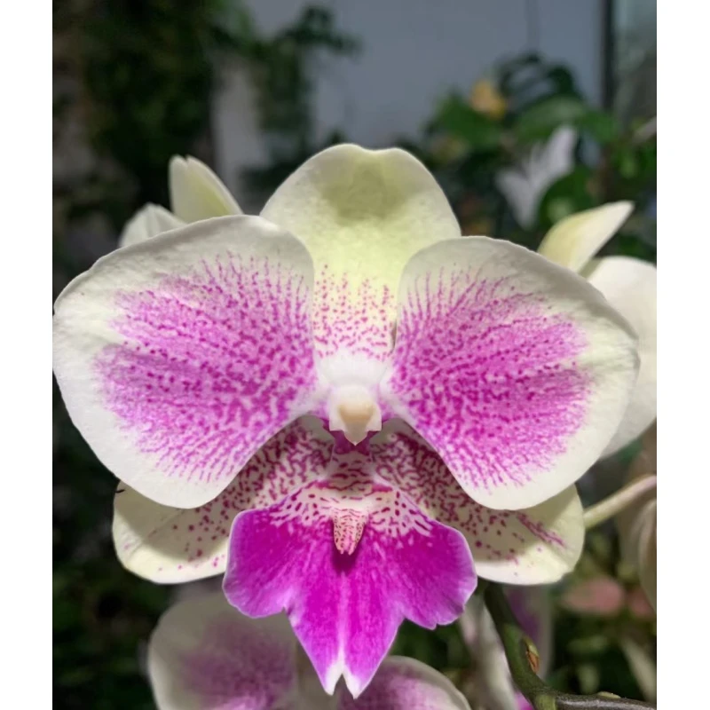 蝴蝶兰[TW512]带花带苞昆明基地直发