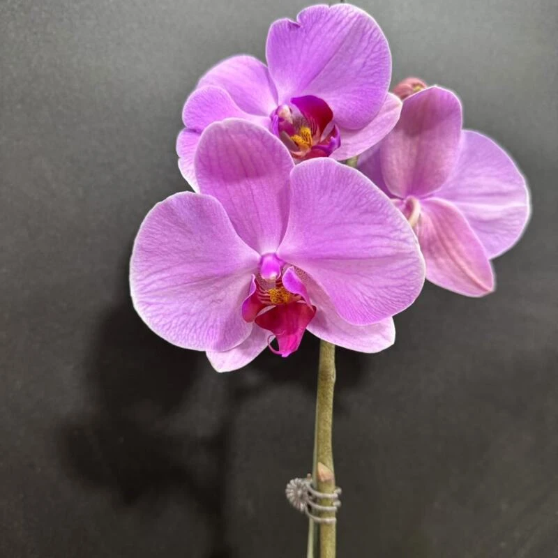 蝴蝶兰[奥兰多]昆明基地直发