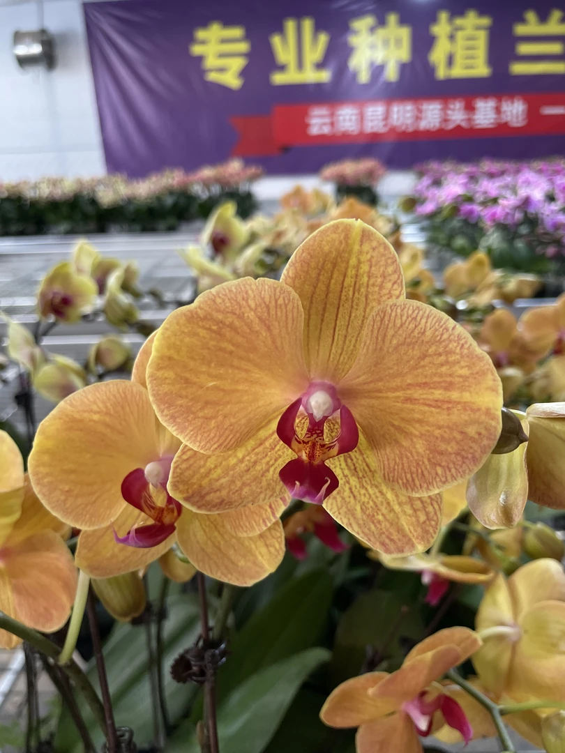 蝴蝶兰[芒果慕斯]带花带苞基地发货昆明源头基地直发红色