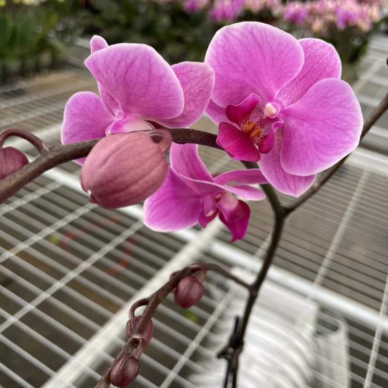 蝴蝶兰[婚宴]带花带花苞昆明源头基地直发