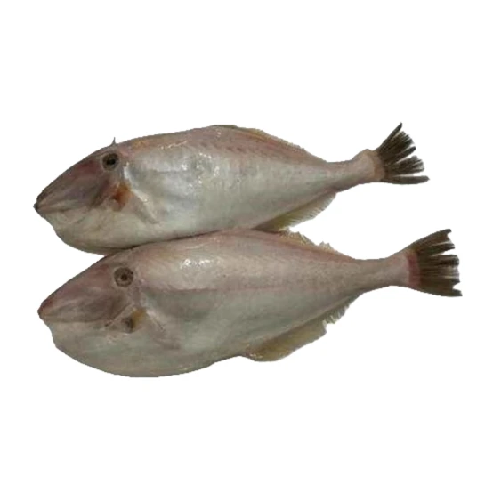 极品大耗儿鱼 1条