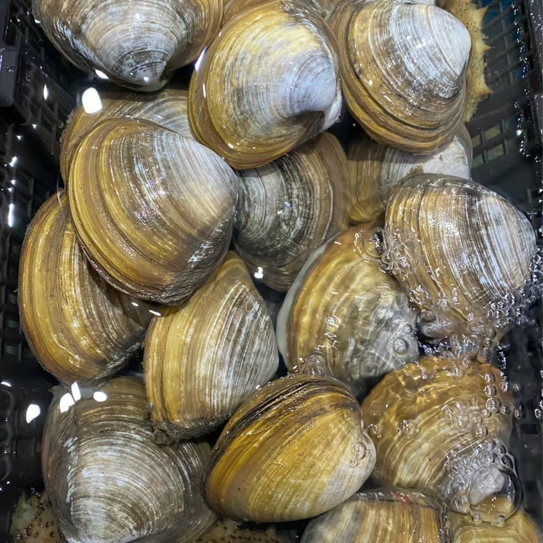 中号北极贝10元【一只】