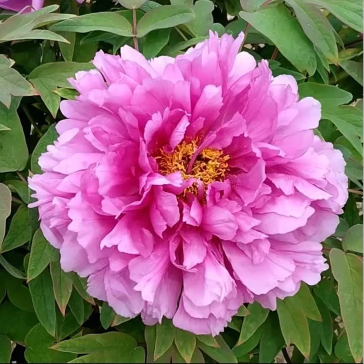 【鲁荷红】观赏牡丹（粉红色系）6年以上大苗盆栽牡地栽基地直发