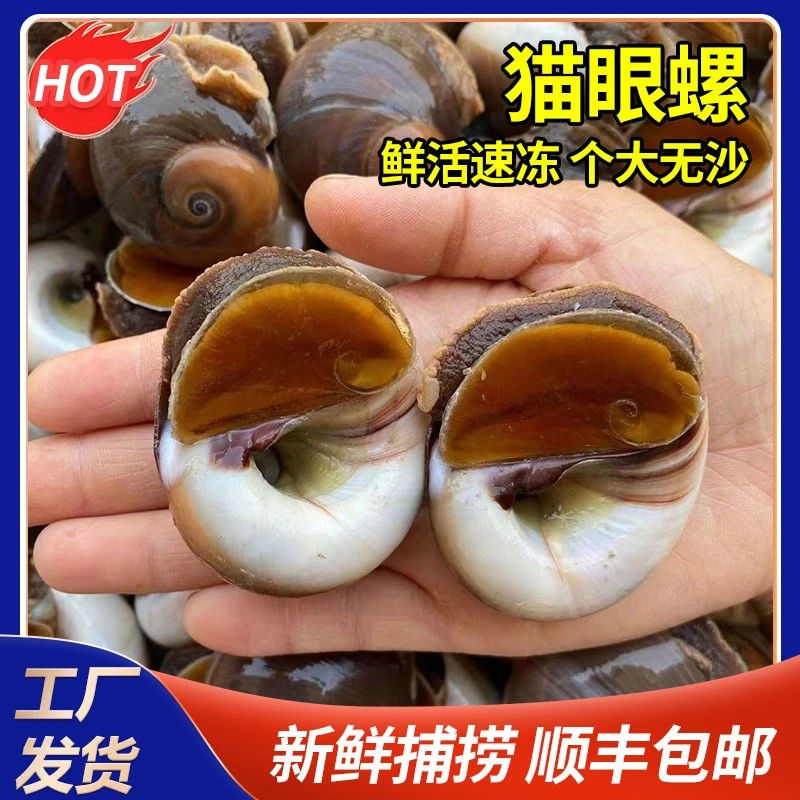 无沙海捕猫眼海鲜海螺鲜活海螺片肉质冷冻海螺肉cateye活冻玉螺