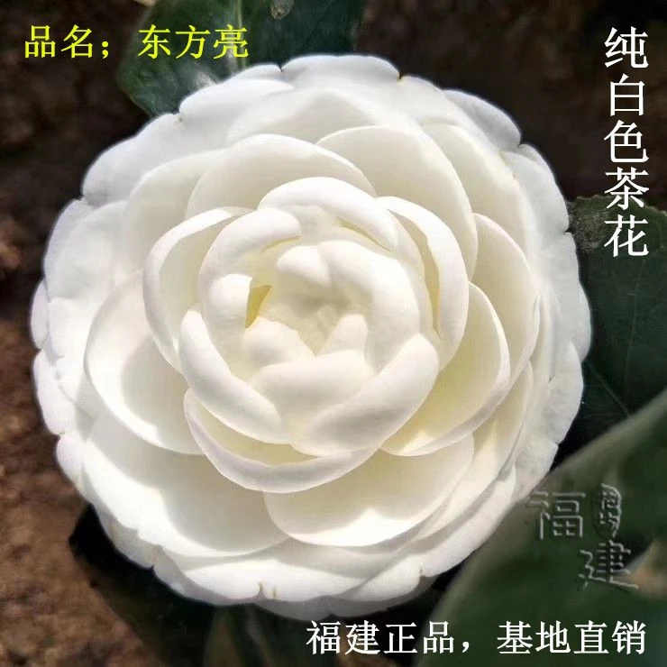 纯白色茶花水晶白茶花名品东方亮茶花盆栽