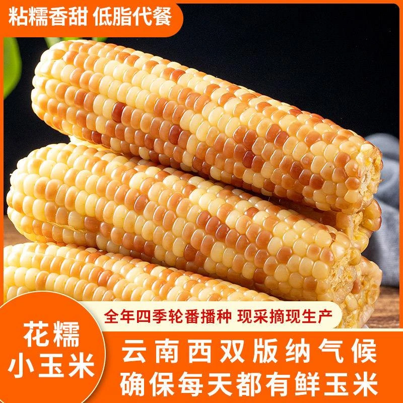 【商城好物推荐】农科院云南西双版纳小花糯玉米