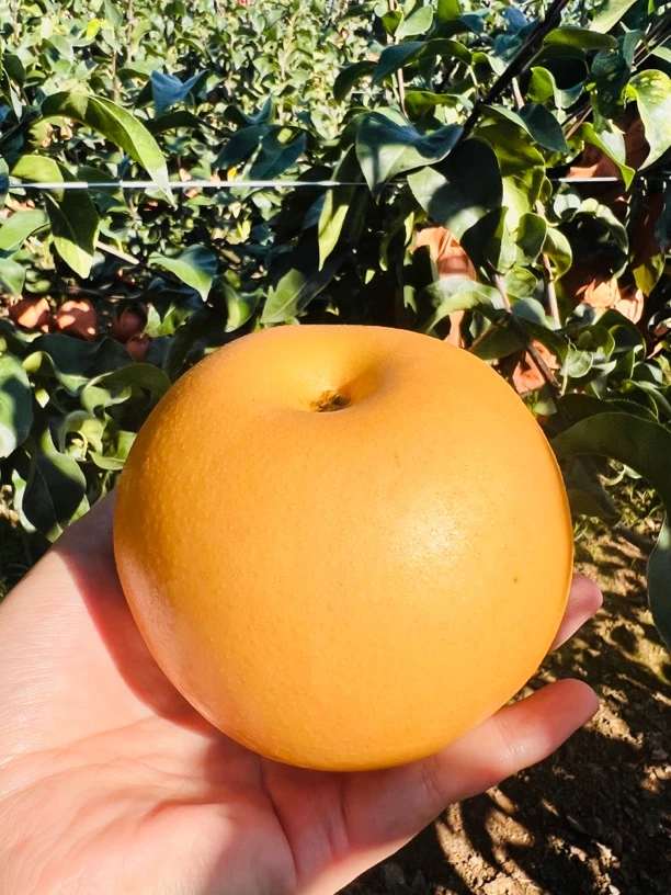 正宗山东莱阳秋月梨脆甜多汁3斤5斤包邮